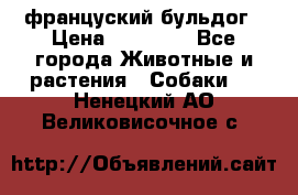 француский бульдог › Цена ­ 40 000 - Все города Животные и растения » Собаки   . Ненецкий АО,Великовисочное с.